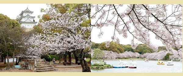 明石公園 桜花見 ボート遊び バラ園 写真