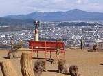 京都嵐山モンキーパークいわたやま 動物とふれあう 日本サル