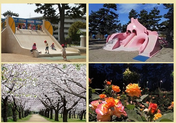 浜寺公園 プール バラ園 交通遊園 桜花見 写真