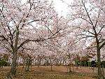 桜花見スポット 桜並木 石ヶ谷公園 おすすめ 人気スポット