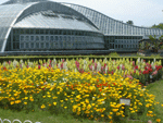 植物を楽しむ 京都府立植物園 植物園 花見 紅葉ライトアップ ラン展 蘭 胡蝶蘭 君子蘭