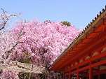 桜花見スポット しだれ桜 平安神宮　おすすめ 人気スポット