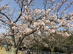 広島市森林公園 遊具 グランドゴルフ ターザンロープ 桜花見 デイキャンプ ドッグラン ピクニック 芝生広場 川遊び 紅葉 眺望