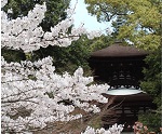 石山寺 節分祭 初日の出 初詣 桜花見 梅園 紅葉ライトアップ 紫式部