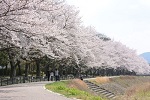 亀岡運動公園 公園 ピクニック 桜花見 ライトアップ タコ公園 プール 野球場 テニス