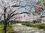 桜花見スポット 西武庫公園　おすすめ 人気スポット