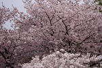 桜花見スポット 靭公園