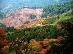 紅葉ライトアップ 吉野山桜の紅葉 見晴らし 奈良