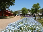 兵庫県立フラワーセンター ネモフィラ花見 おすすめ 人気スポット