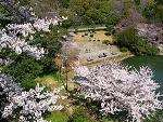 明石公園 桜花見 ボート遊び バラ園