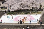 芥川桜堤公園 公園 桜並木 桜花見 こいのぼりフェスタ1000