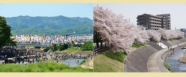 芥川桜堤公園 公園 桜花見 こいのぼりフェスタ1000 写真