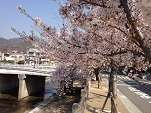 桜花見スポット 芦屋川　夜桜 ライトアップ　おすすめ　人気スポット