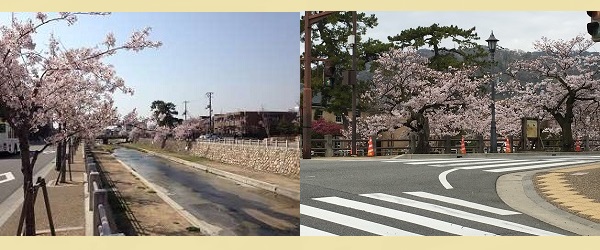 芦屋川桜花見 桜まつり 写真