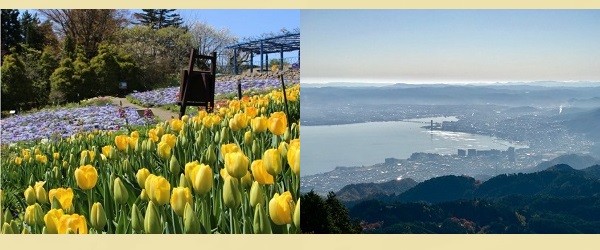 ガーデンミュージアム比叡 バラ園 植物園 チューリップ花見 眺望 写真
