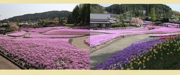 花のじゅうたん 芝桜花見 写真