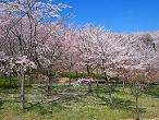 桜花見スポット 桜並木 播磨中央公園おすすめ 人気スポット 