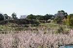 植物を楽しむ 広田梅林ふれあい公園 梅花見 淡路島