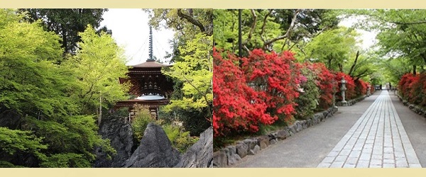 石山寺 節分祭 初日の出 初詣 桜花見 梅園 紅葉ライトアップ 紫式部 写真