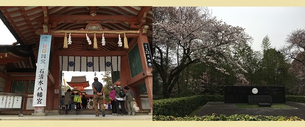 石清水八幡宮  京都神社 桜花見　写真