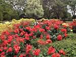 瓦林公園 バラ園 バラ花見見頃 おすすめ 人気スポット 