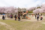 けいはんな記念公園 桜花見 花見 ピクニック 水遊び 水景棚 水景園