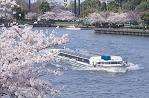 植物を楽しむ 毛馬桜之宮公園 桜並木　桜花見　大阪市