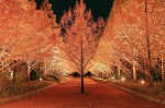 神戸市立森林植物園 植物園 紅葉ライトアップ