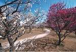 植物を楽しむ 荒山公園 桜花見 梅花見