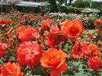 京都府立植物園 バラ園・バラ花見見頃　おすすめ　人気スポット