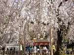 円山公園 夜桜　ライトアップ おすすめ　人気スット 京都市東山区
