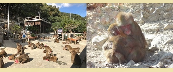 淡路島モンキーセンター 野生サル 猿 動物ふれあい 写真