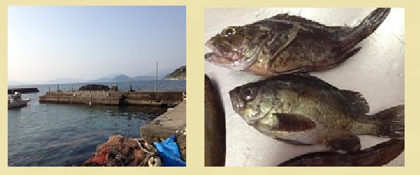 長江漁港  根魚釣り 釣り 写真