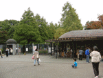 植物を楽しむ 長居植物園 芝桜 ネモフィラ バラ園 植物園 花見 紅葉 大阪市