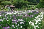 西新宿おじいちゃんとおばあちゃんの花しょうぶ園 花菖蒲園