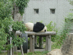 夏休みの自由研究 神戸市立王子動物園　自由研究