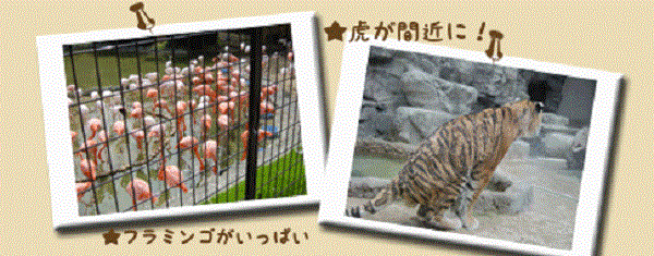 王子動物園 動物園 桜花見 写真