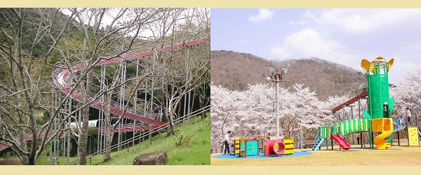 笹ケ丘公園 公園 桜花見 ローラー滑り台 写真