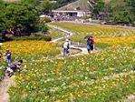 富田林農業公園サバーファーム ポピー花見 おすすめ 人気スポット
