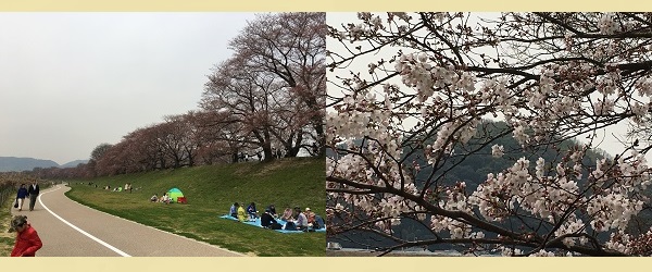 淀川河川公園背割提地区 桜名所 桜花見 写真