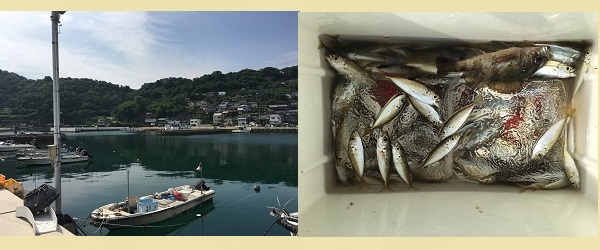 和歌山の釣り場 塩津漁港 サビキ釣り チヌ釣り タチウオ釣り アオリイカ釣り 写真