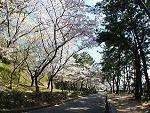 須磨浦公園 桜名所