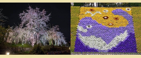 宇治市植物公園 チューリップ ホタル観賞 桜花見 夜桜 こいのぼり 植物園 写真