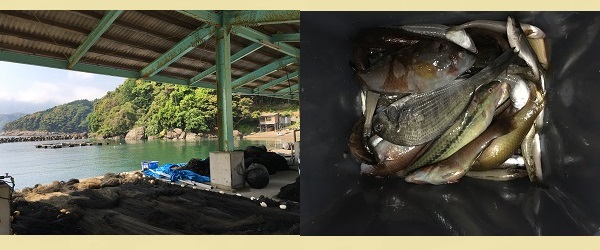 福井の釣り場 上瀬漁港 キス ガシラ アコウ 根魚 アオリイカ ハマチ釣り 写真