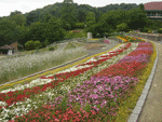 和歌山県植物公園緑花センター　バラ園・バラ花見