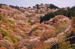 吉野山 桜花見 紅葉ライトアップ