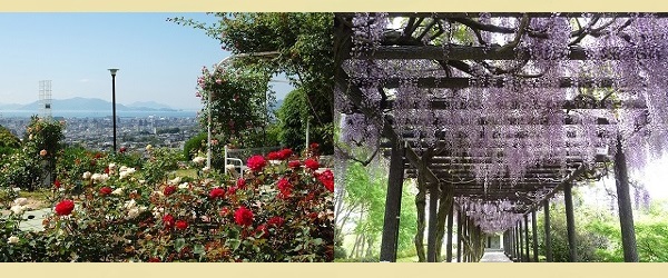 広島市植物公園 植物園 ピクニック バラ園 写真