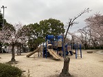 桂公園 遊具 グランド すべり台 ブランコ 桜花見