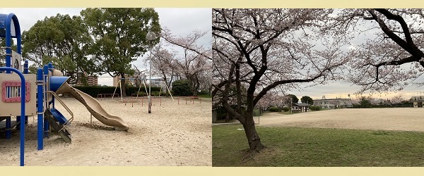 桂公園 遊具 グランド すべり台 ブランコ 桜花見 写真