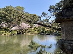 縮景園 名園 庭園 桜花見 ライトアップ 紅葉 広島観光